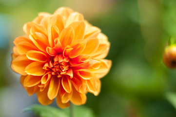 Close up of a beautiful yellow Dahlia flower,copy space