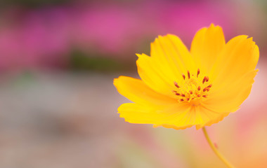Yellow Cosmos Flower in garden,blurred background,copy space