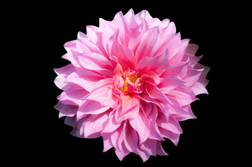 Close up of a beautiful pink Dahlia flower isolated on black background