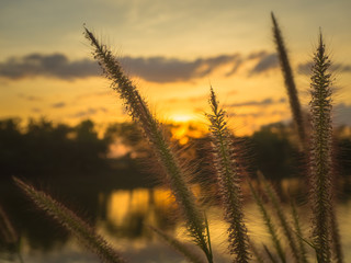 Fototapeta premium Feather Pennisetum, Mission grass
