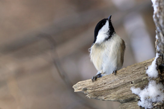 m&eacute;sange &agrave; t&ecirc;te noire