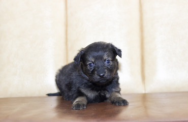 little puppy at home on sofa