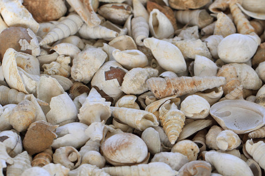 shell fosils texture