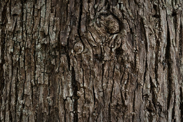 Wooden bark texture