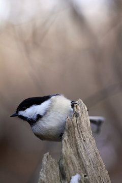 m&eacute;sange &agrave; t&ecirc;te noire