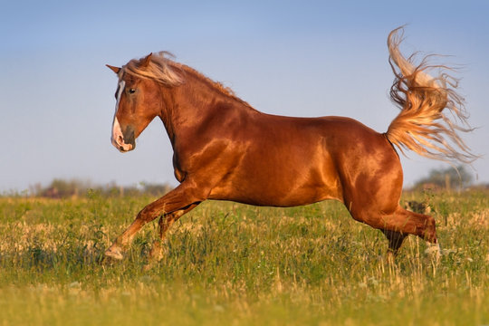 Red horse with long mane run gallop on pasture