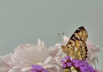 Painted lady butterfly on white chrysanths