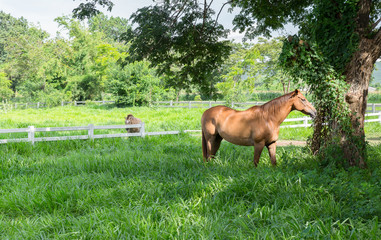 Horse, brown, in the paddock.