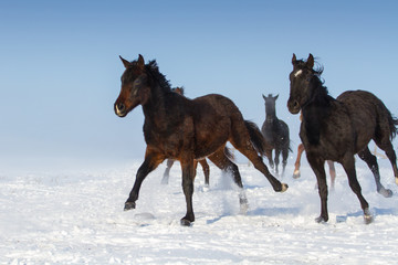 Horse herd run gallop in snow