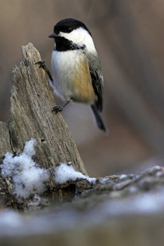 m&eacute;sange &agrave; t&ecirc;te noire