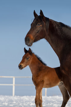 Mare and foal portrait in winter day