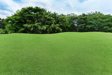 Fototapeta premium green lawn and tree in the garden 