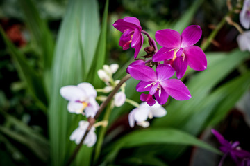 Fototapeta premium Violet flowers on blur background