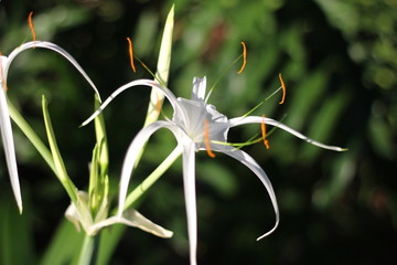 Spider Lilly