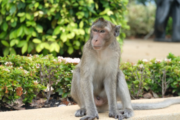 A monkey lives in a natural forest of Thailan