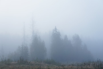 Fototapeta na wymiar Landscape of misty gray trees in forest
