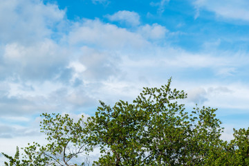 Green leaf tree on blue sky and cloudy background