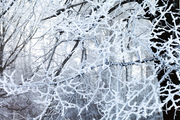 Hoarfrost.