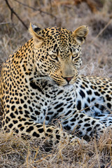 Fototapeta na wymiar Male Leopard, Sabi Sand Game Reserve, South Africa