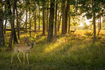 Obraz premium Youg deer in the morning woods