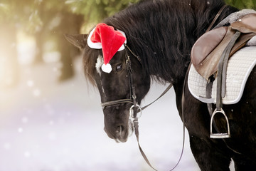 Portrait of the saddled horse in a cap in a a red Santa Claus hat - 127947004