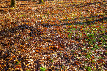 Fall foliage on lawn. Natural dry leaves in autumn