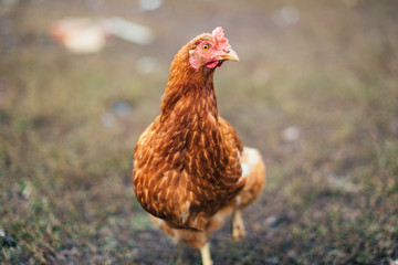 rustic chicken in a natural environment