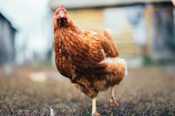 rustic chicken in a natural environment