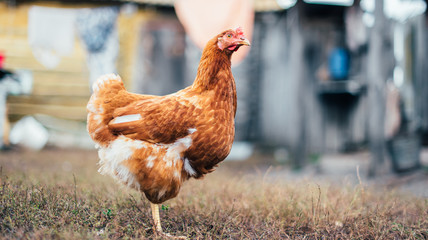 rustic chicken in a natural environment