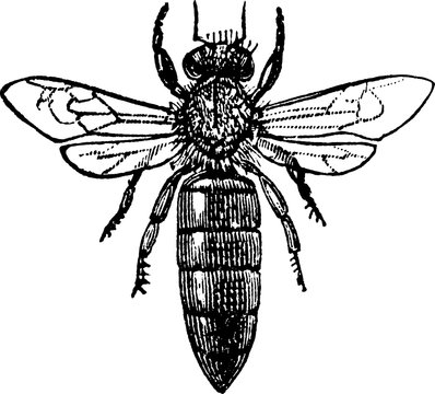 Vintage image bee