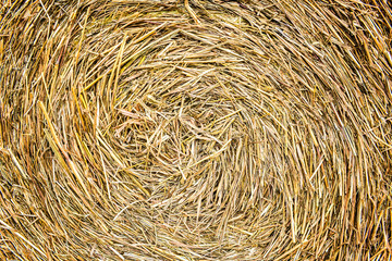 Closeup of golden hay roll circular haystack showing straw texture
