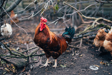 rustic chicken in a natural environment