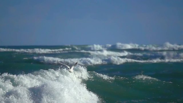Waves ocean sea birds