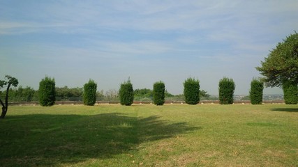 fila di alberelli sul prato