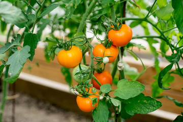 vegetables in the greenhouse