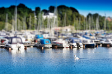 Fototapeta na wymiar Swimming swan in back of Oslo yacht club bokeh backdrop