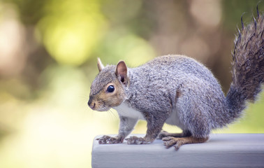 Close up of a squirrel