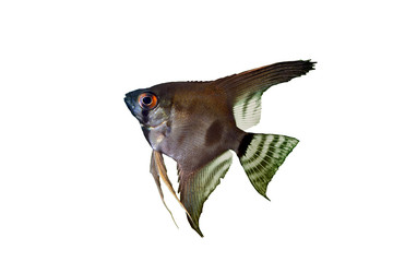 angelfish pterophyllum scalare aquarium fish