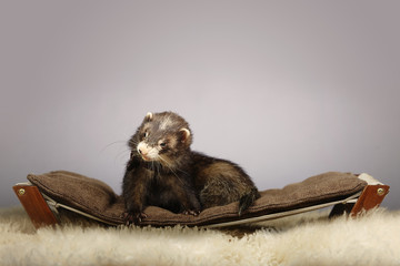 Pretty dark ferret portrait in studio