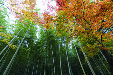 京都の紅葉と竹林