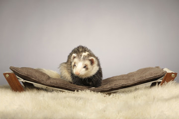 Ferret portrait in studio on sofa