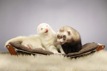 Couple of ferrets portrait in studio