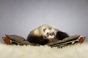 Nice ferret portrait in studio
