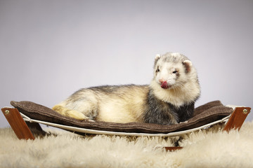 Nice ferret male in studio
