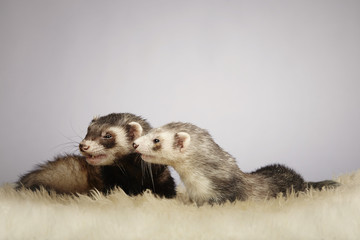 Ferret couple