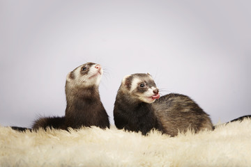Ferrets on fur