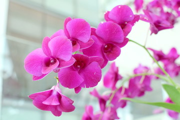 Fototapeta na wymiar Violet orchid phalaenopsis. Bouquet of flowers orchids
