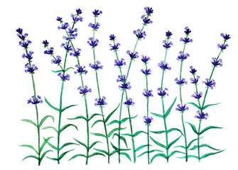 Lavender flowers in watercolor on white background, hand painted
