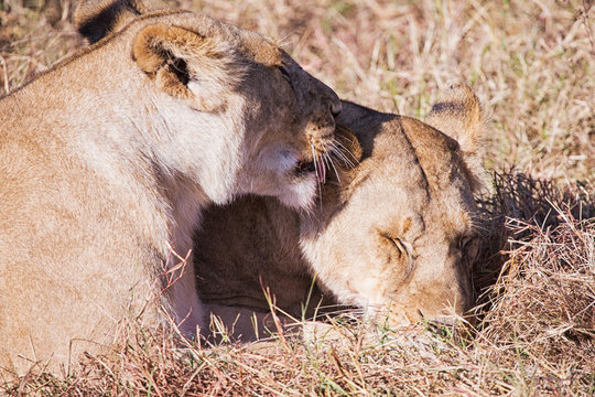 lionesses licking the face, in the national park of Masai Mara K