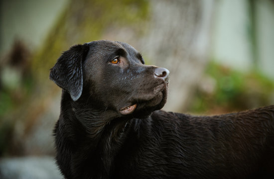 Chocolate Labrador Retriever dog 